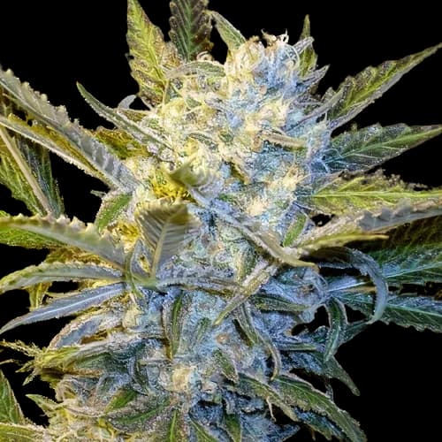 Blue Mystic Feminized