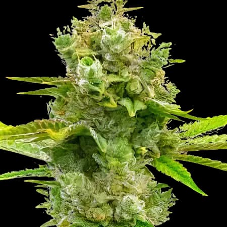 Blue Princess cannabis seeds packaging — Royal King Seeds Canada