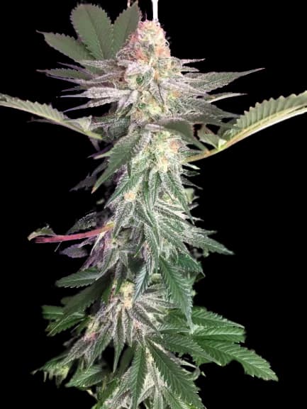 Blue Widow Feminized