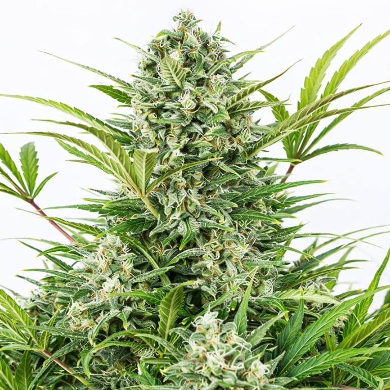 Blue Zombie Autoflower