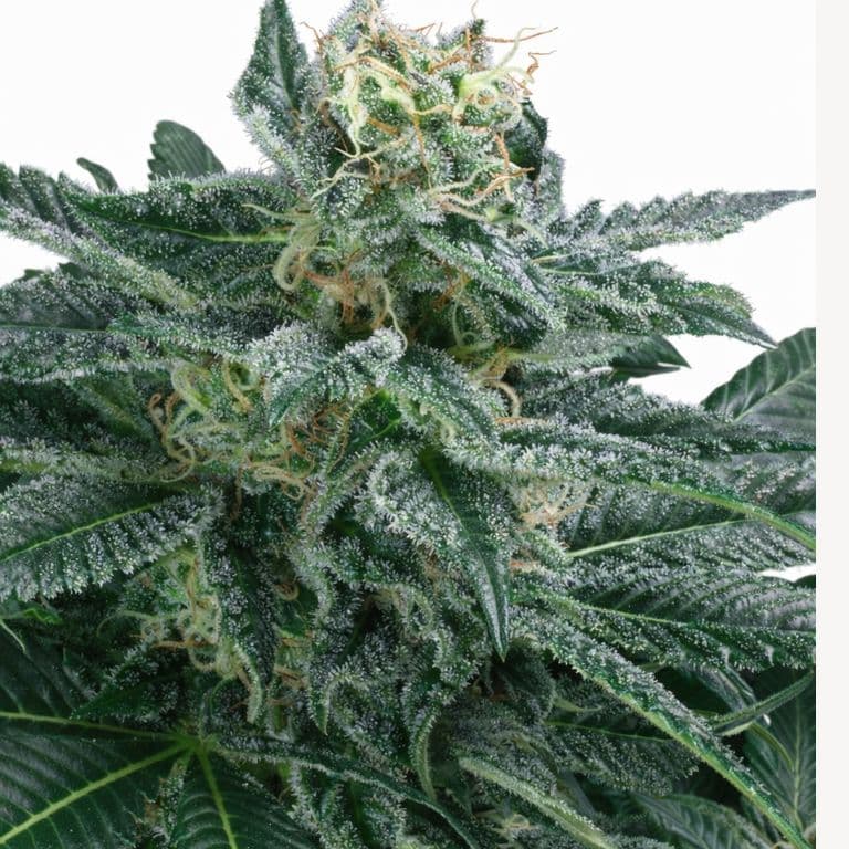 Blueberry AK cannabis seeds packaging — Royal King Seeds Canada