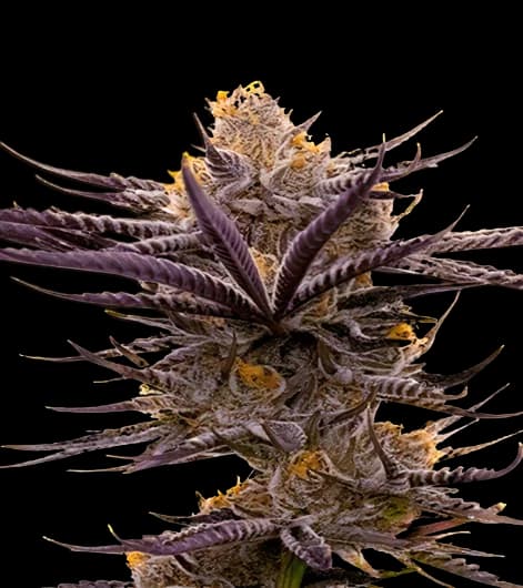 Blueberry Badazz OG Feminized