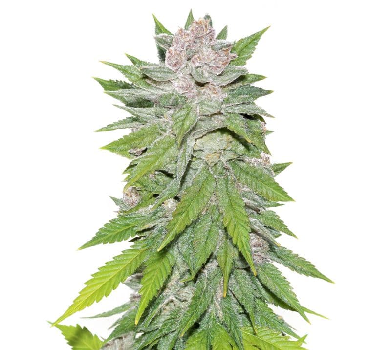 Blueberry Cheesecake Feminized