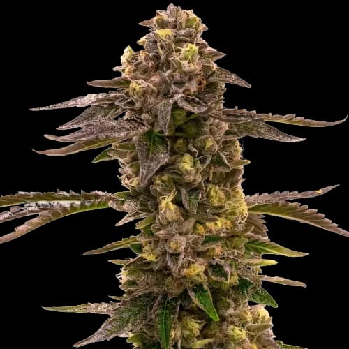 Blueberry Gusto Autoflower