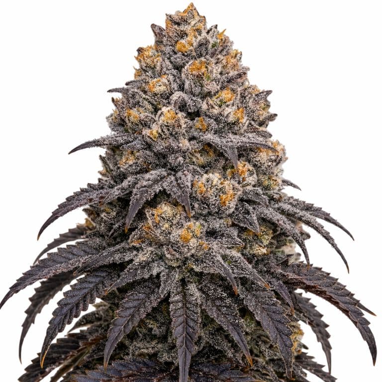 Blueberry Kush Autoflower