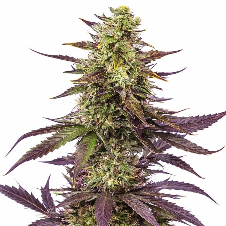Blueberry Milk cannabis seeds packaging — Royal King Seeds Canada