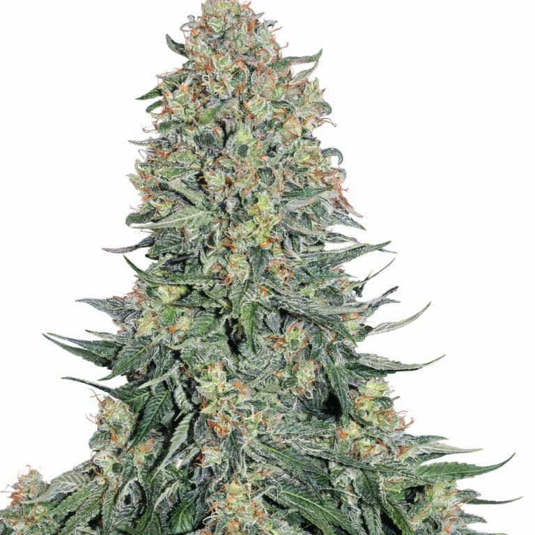 Blueberry Skunk Feminized