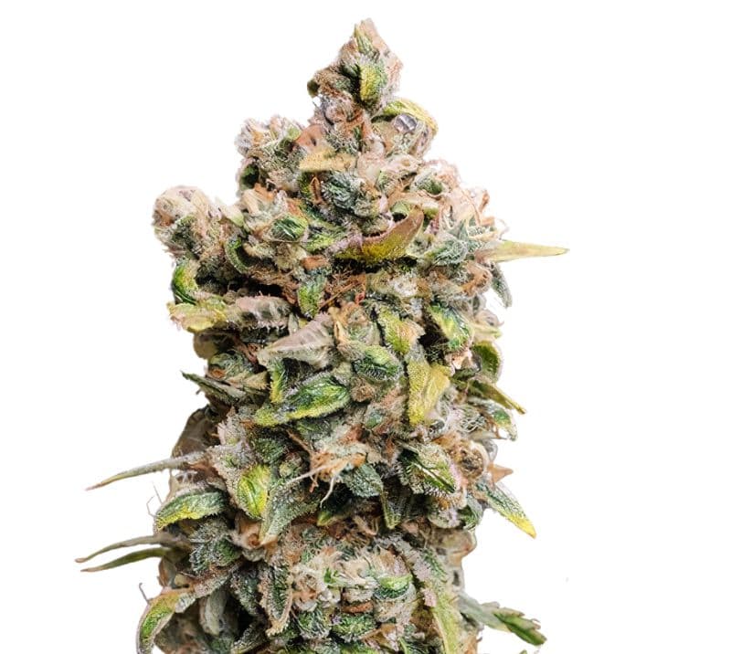 Blueberry Space Cake Feminized