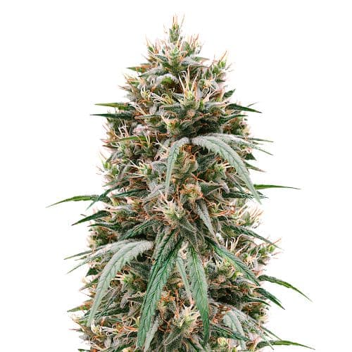 Blueberry Waltz Feminized