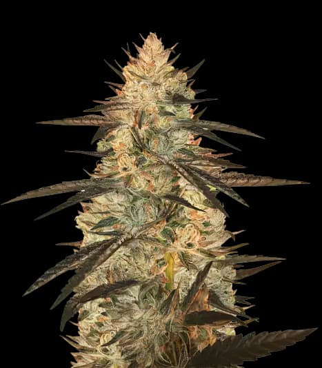 Blueberry Yum Yum Feminized