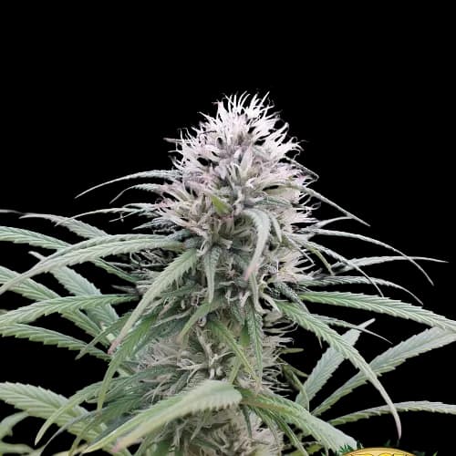 Brains Damage Feminized