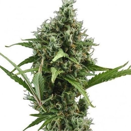 Brainwreck Feminized
