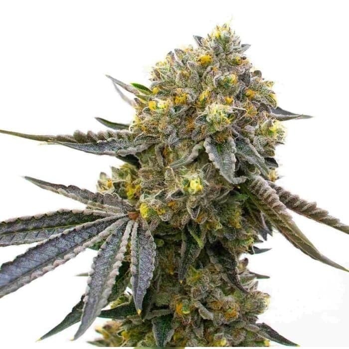 Bruce Almighty Feminized