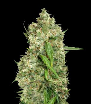 Bubba Tom Hayes cannabis seeds packaging — Royal King Seeds Canada