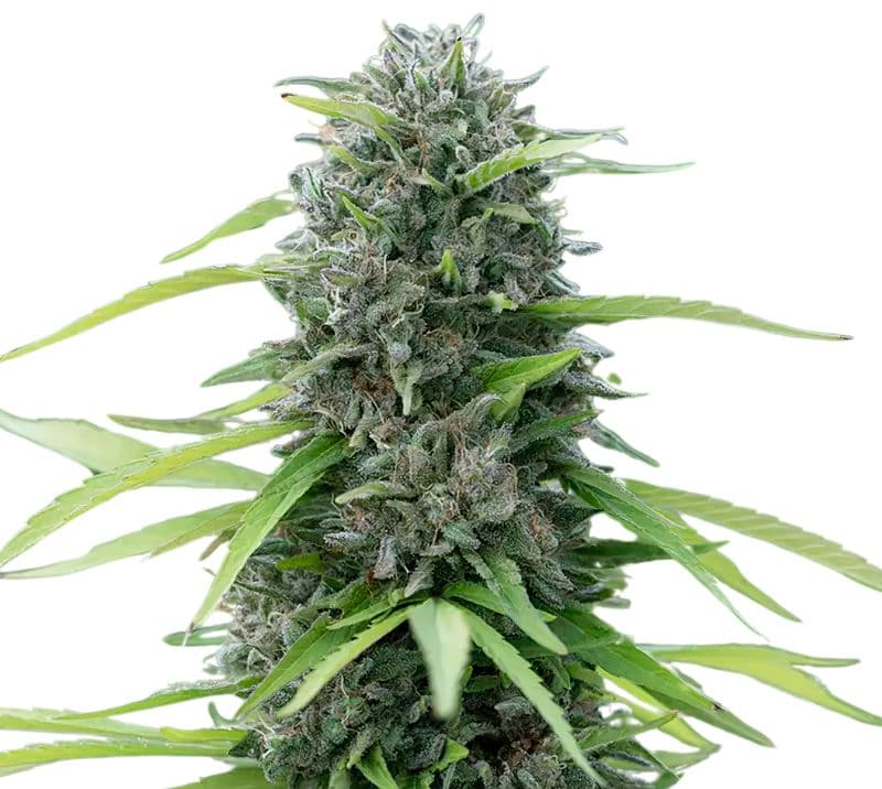 Bubble Cheese Feminized