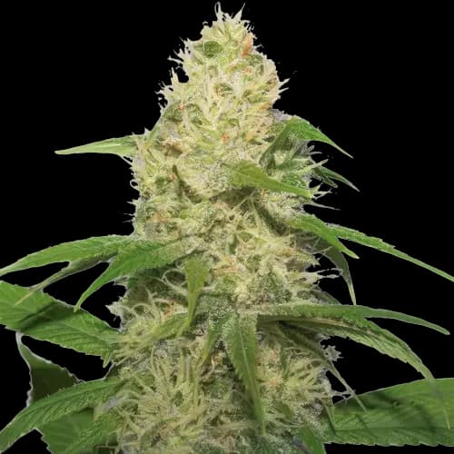 Bubbleberry Feminized