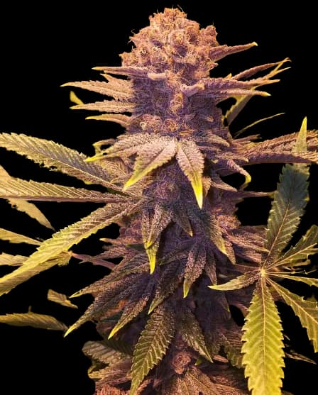 Buckeye Purple cannabis seeds packaging — Royal King Seeds Canada