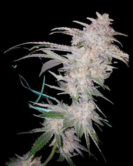 Buddha Tahoe Feminized