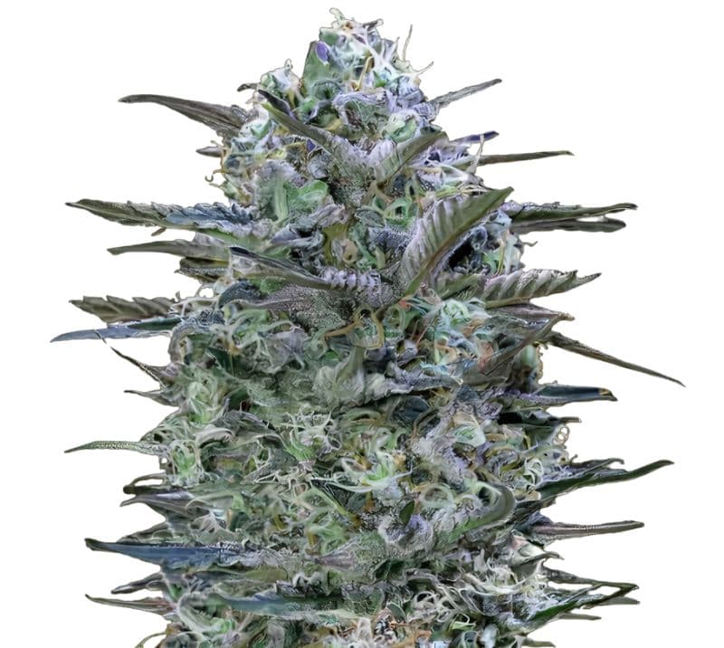 Burmese Kush Autoflower