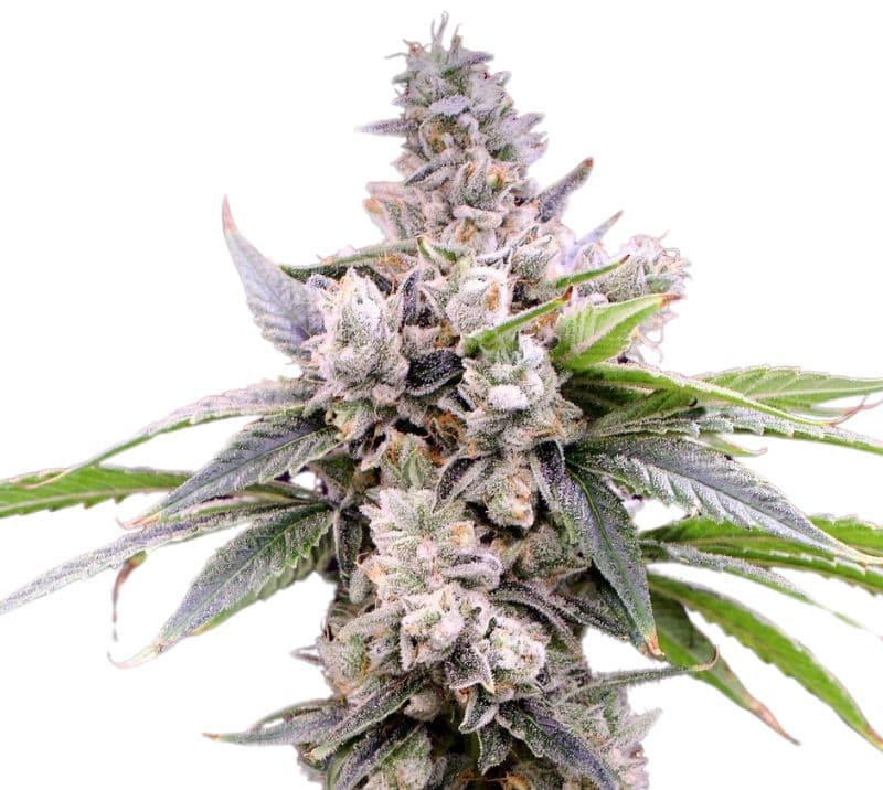 Butterscotch cannabis seeds packaging — Royal King Seeds Canada