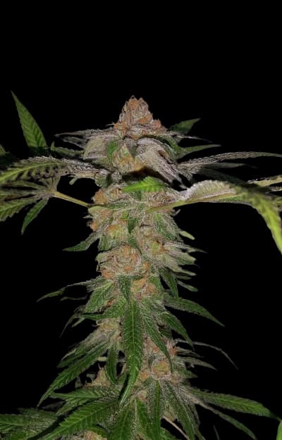 Cadillac Purple cannabis seeds packaging — Royal King Seeds Canada