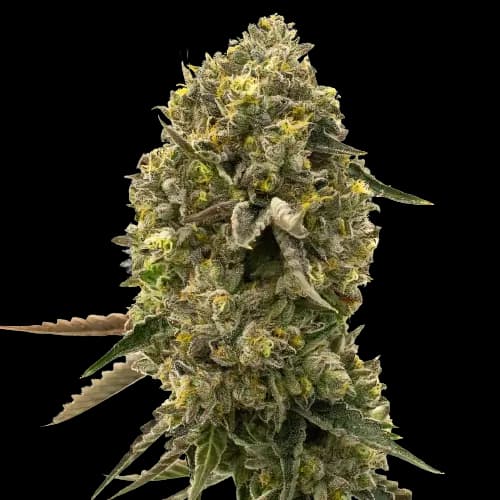 Caffeine Bomb cannabis seeds packaging — Royal King Seeds Canada