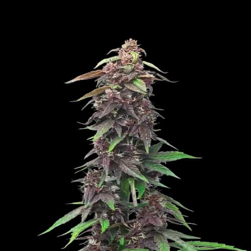 Candy Cane Autoflower