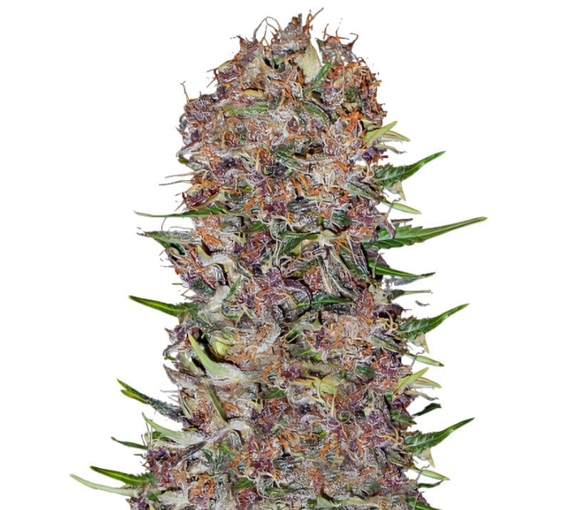 Candy Cream Autoflower