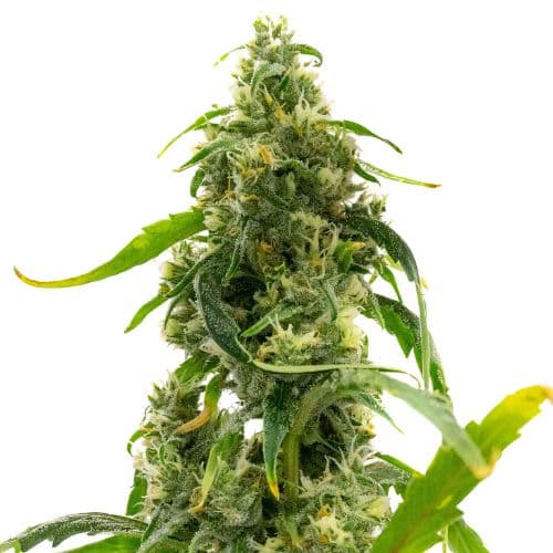 Candyland Peyote Feminized