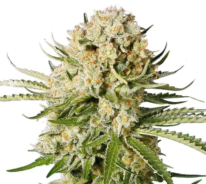 Cannalope Haze Feminized
