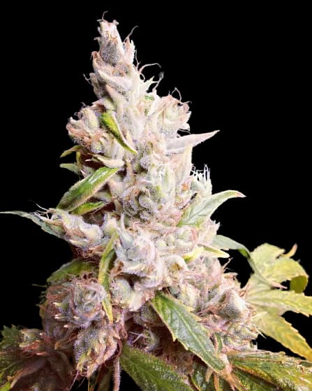 Cannatonic Feminized