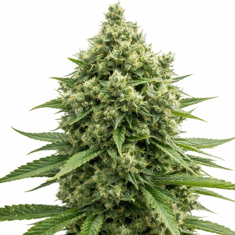 Casey Jones Feminized