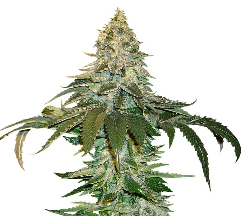 Cataract Kush Auto