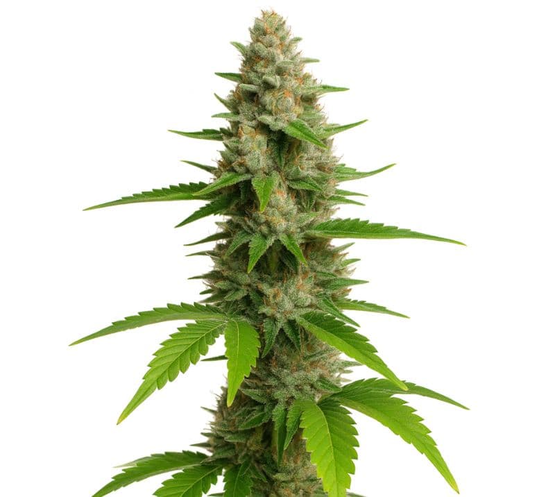 CBD Fast Eddy Feminized