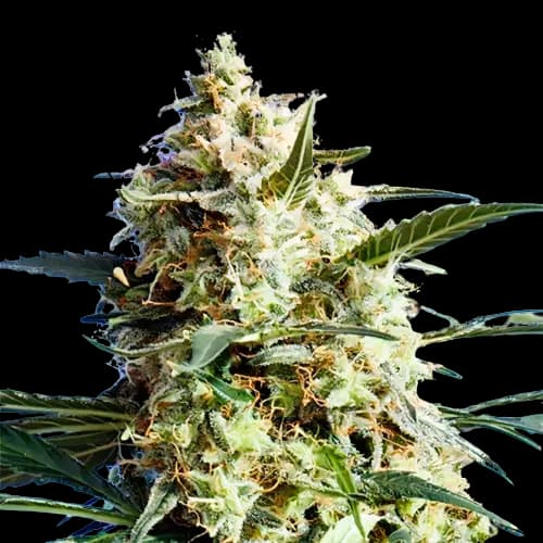 CBD Mango Haze cannabis seeds packaging — Royal King Seeds Canada