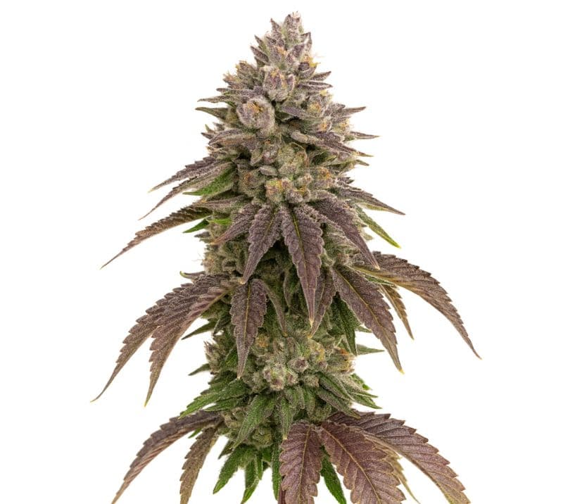 CBD Therapy cannabis seeds packaging — Royal King Seeds Canada