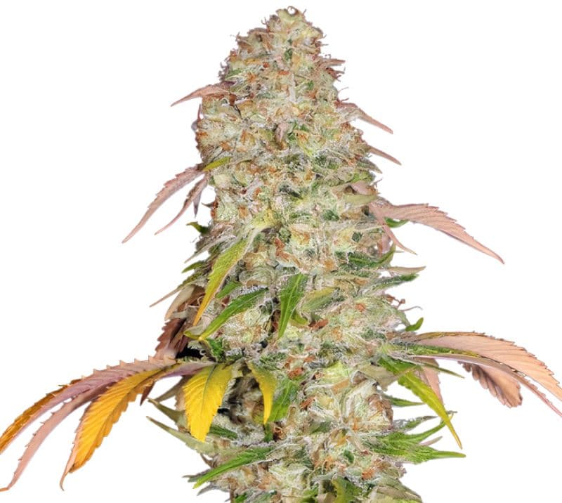 CBD Yummy Feminized
