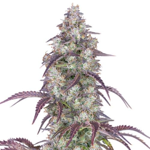 Cheese Quake cannabis seeds packaging — Royal King Seeds Canada