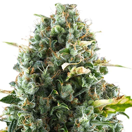Cheeseburger Autoflower