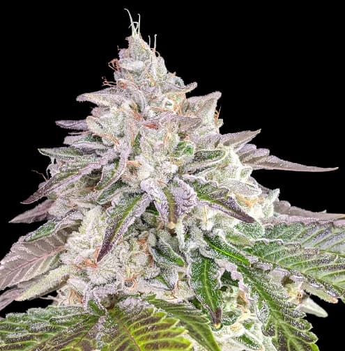 Chem Crush Feminized