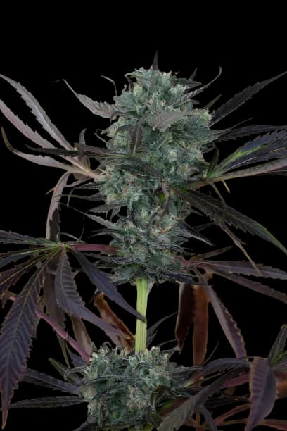 Chem D.O.G. Feminized