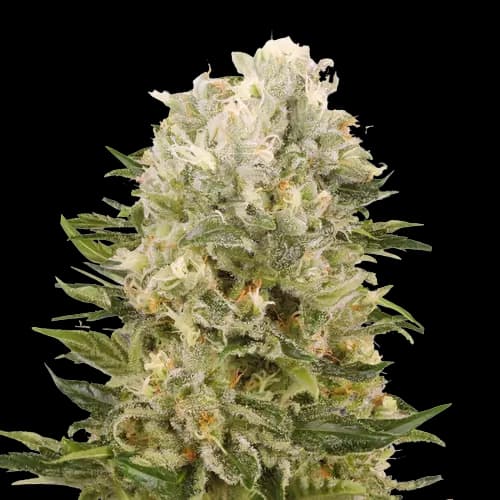 Chem Scout Feminized