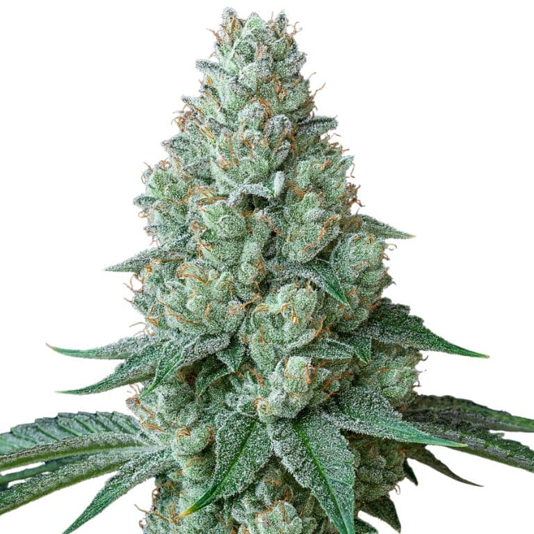 Chemdawg 91 cannabis seeds packaging — Royal King Seeds Canada