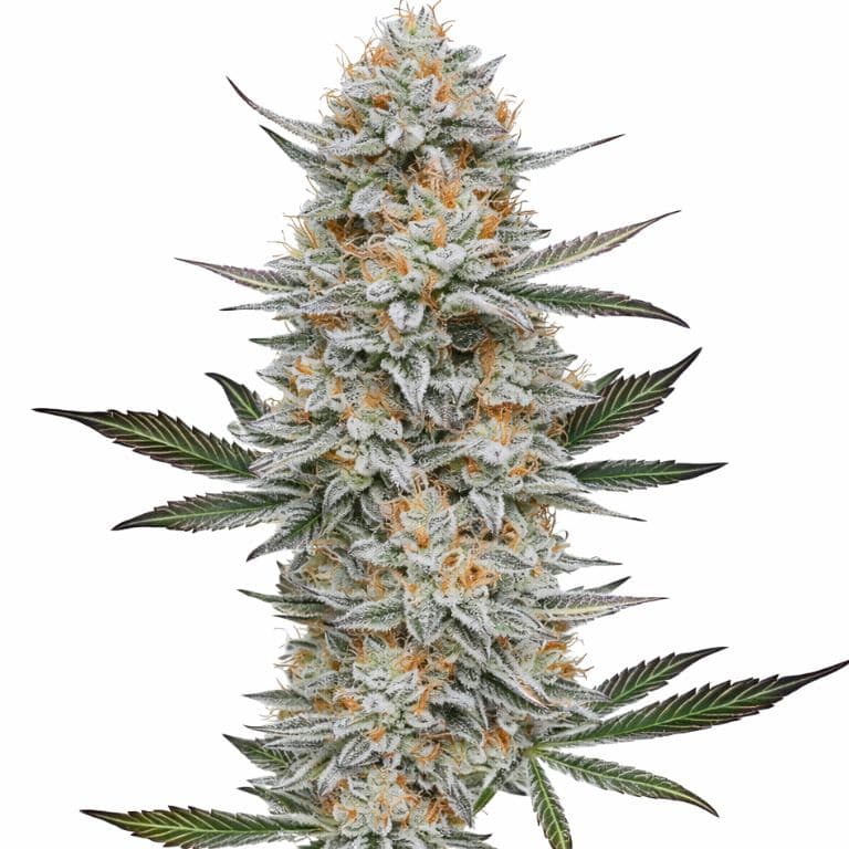 Chemdog #4 Feminized