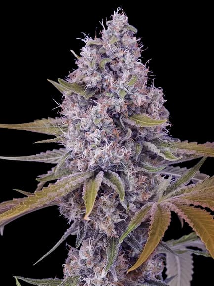 Cherries Jubilee cannabis seeds packaging — Royal King Seeds Canada