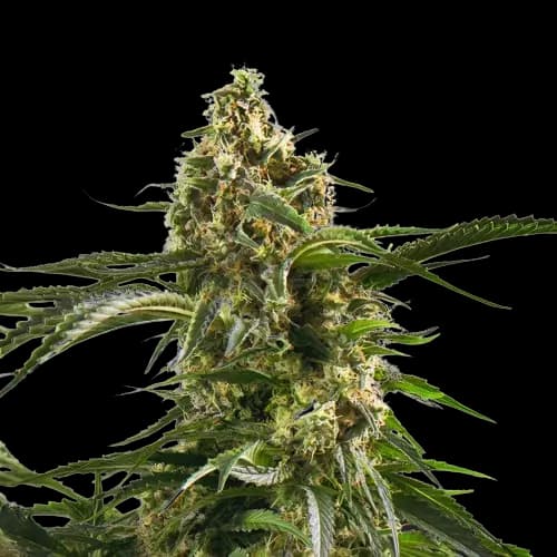 Cherry AK-47 cannabis seeds packaging — Royal King Seeds Canada