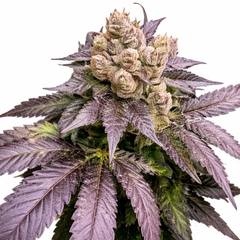 Cherry Chem cannabis seeds packaging — Royal King Seeds Canada