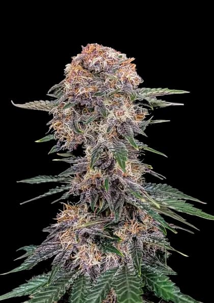 Cherry Kola Feminized