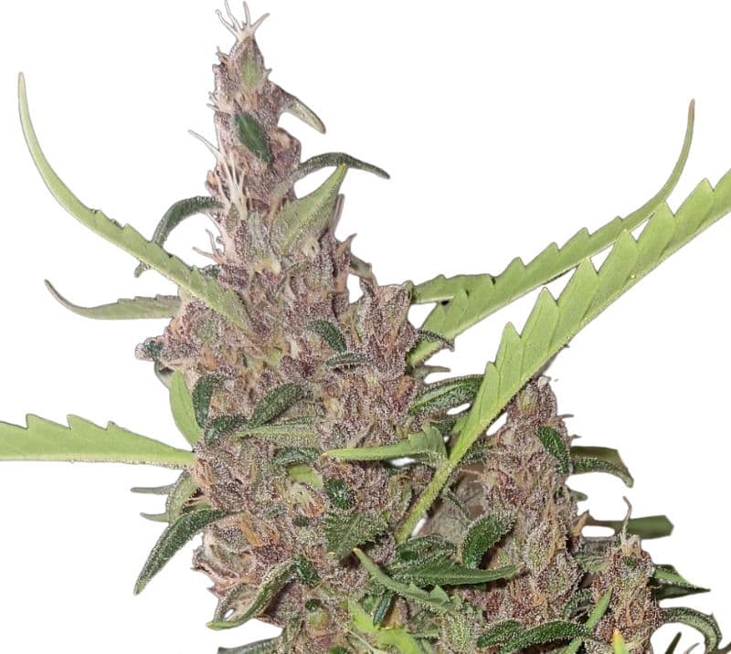 Cherry Kush Autoflower
