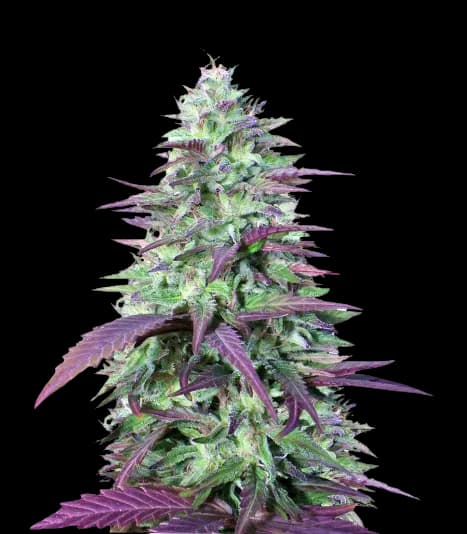 China Yunnan Autoflower